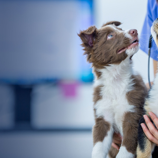 Ask the Vet